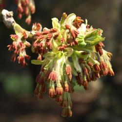Acer negundo (Boxelder), flower, staminate