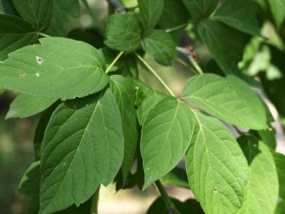 Acer negundo violaceum (Boxelder), leaf, summer