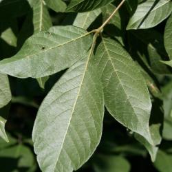 Acer henryi (Chinese Boxelder), leaf, lower surface