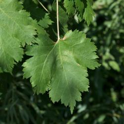 Acer glabrum (Rocky Mountain Maple), leaf, upper surface