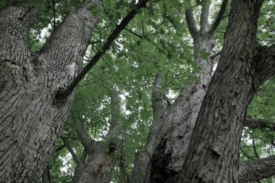 Acer miyabei (Miyabe Maple), bark, trunk