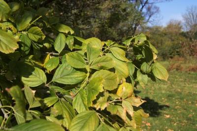 Acer negundo var. texanum (Texas Boxelder), leaf, fall