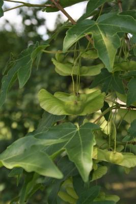 Acer miyabei (Miyabe Maple), fruit, mature