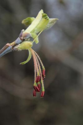 Acer negundo (Boxelder), flower, side