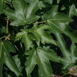 Acer miyabei (Miyabe Maple), leaf, upper surface