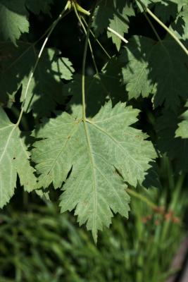 Acer glabrum (Rocky Mountain Maple), leaf, lower surface