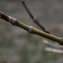 Acer negundo (Boxelder), bark, twig