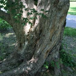 Acer miyabei (Miyabe Maple), bark, mature