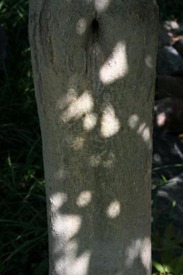 Acer henryi (Chinese Boxelder), bark, trunk