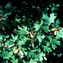 Acer grandidentatum (Big-toothed Maple), leaf, summer