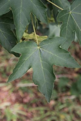 Acer miyabei (Miyabe Maple), leaf, summer
