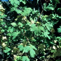 Acer glabrum (Rocky Mountain Maple), leaf, summer
