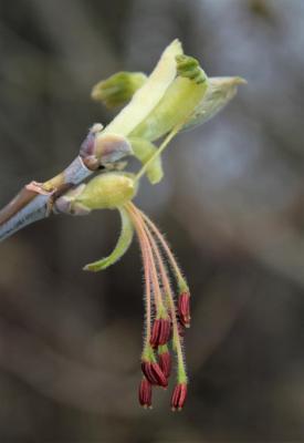 Acer negundo (Boxelder), flower, full