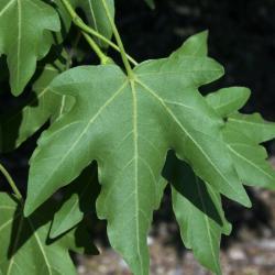 Acer miyabei (Miyabe Maple), leaf, lower surface