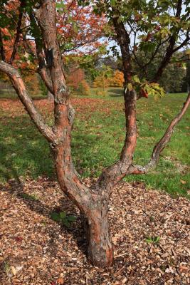 Acer griseum (Paper-barked Maple), bark, mature