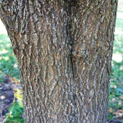 Acer negundo var. texanum (Texas Boxelder), bark, mature
