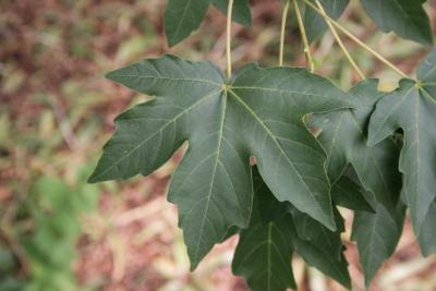 Acer miyabei (Miyabe Maple), leaf, upper surface