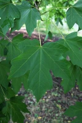 Acer miyabei 'Morton' (STATE STREET® Miyabe Maple), leaf, upper surface