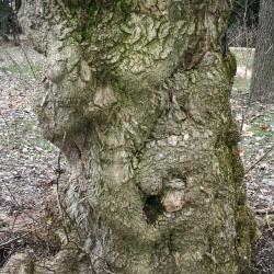 Acer negundo (Boxelder), bark, mature