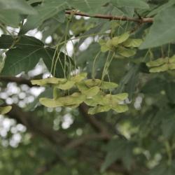 Acer miyabei (Miyabe Maple), infructescence
