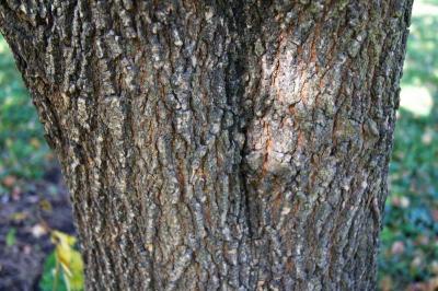 Acer negundo var. texanum (Texas Boxelder), bark, trunk