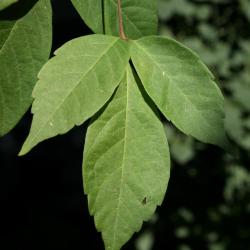 Acer henryi (Chinese Boxelder), leaf, upper surface