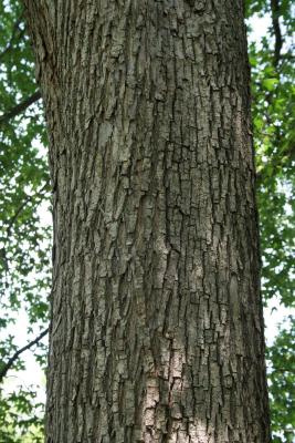 Acer miyabei (Miyabe Maple), bark, mature