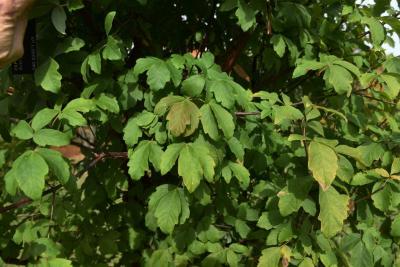 Acer griseum (Paper-barked Maple), leaf, fall
