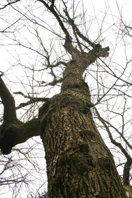 Acer negundo (Boxelder), bark, mature