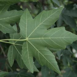Acer miyabei (Miyabe Maple), leaf, lower surface