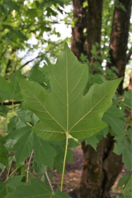 Acer miyabei 'Morton' (STATE STREET® Miyabe Maple), leaf, lower surface