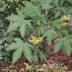 Acer miyabei (Miyabe Maple), fruit, immature