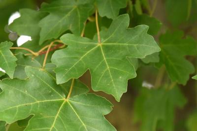 Acer campestre x miyabei (Hedge-Miyabei Hybrid Maple), leaf, upper surface