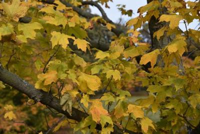 Acer nigrum (Black Maple), leaf, fall
