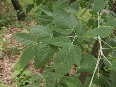 Acer negundo (Boxelder), leaf, summer