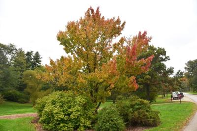 Acer rubrum (Red Maple), habit, fall