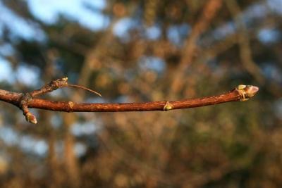 Acer platanoides (Norway Maple), bark, twig