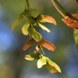 Acer pensylvanicum (Striped Maple), infructescence