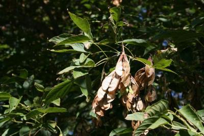 Acer negundo (Boxelder), fruit, mature