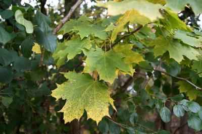 Acer platanoides (Norway Maple), leaf, fall