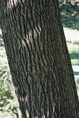 Acer platanoides (Norway Maple), bark, mature