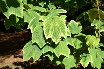 Acer pensylvanicum (Striped Maple), leaf, fall