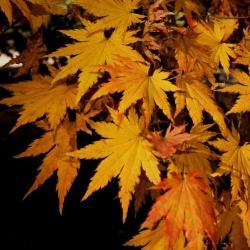 Acer pseudosieboldianum (Korean Maple), leaf, fall