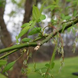 Acer negundo (Boxelder), inflorescence