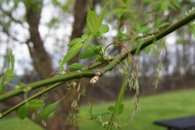 Acer negundo (Boxelder), inflorescence