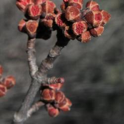 Acer rubrum (Red Maple), bud, flower