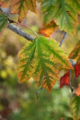 Acer rubrum 'Red Sunset' (Red Sunset Red Maple), leaf, chlorotic