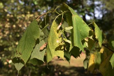 Acer pensylvanicum (Striped Maple), habit, fall