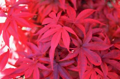 Acer palmatum 'Twombly's Red Sentinel' (Twombly's Red Sentinel Japanese Maple), leaf, spring
