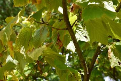 Acer pensylvanicum (Striped Maple), fruit, mature